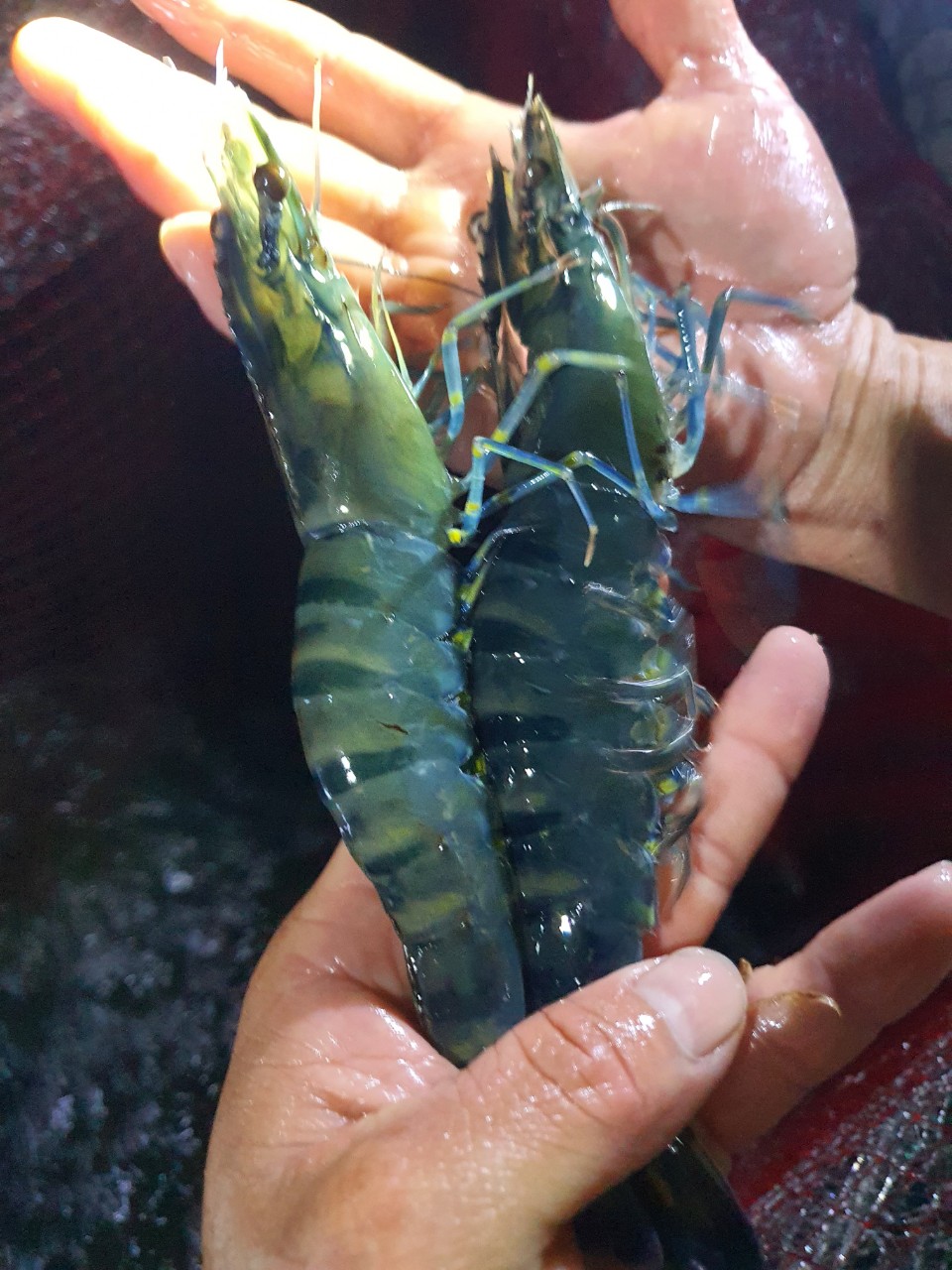 Giới thiệu